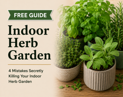 4 Mistakes Killing Your Indoor Herb Garden