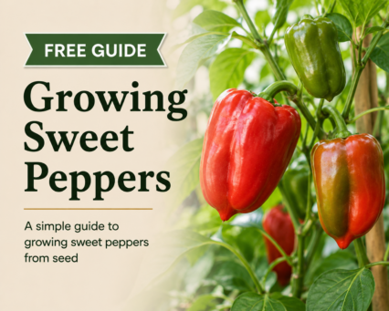 Growing Sweet Peppers Guide
