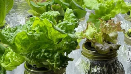 Wide Mouth Mason Jar Grow Lid