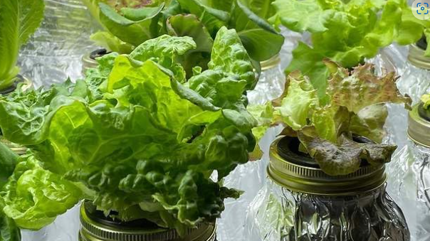 Wide Mouth Mason Jar Grow Lid